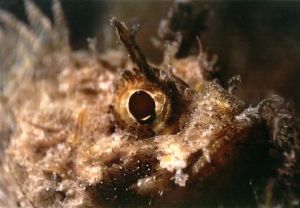 Eye of the Scorpion, Aegean Sea, Greece, Praktika 50mm wi... by Yannis Detorakis 